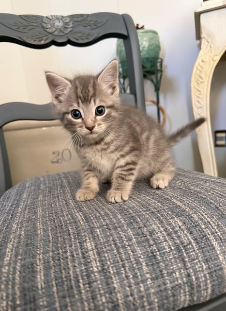 Tinker, ADOPTABLE, Kitten Male Domestic Medium Hair.