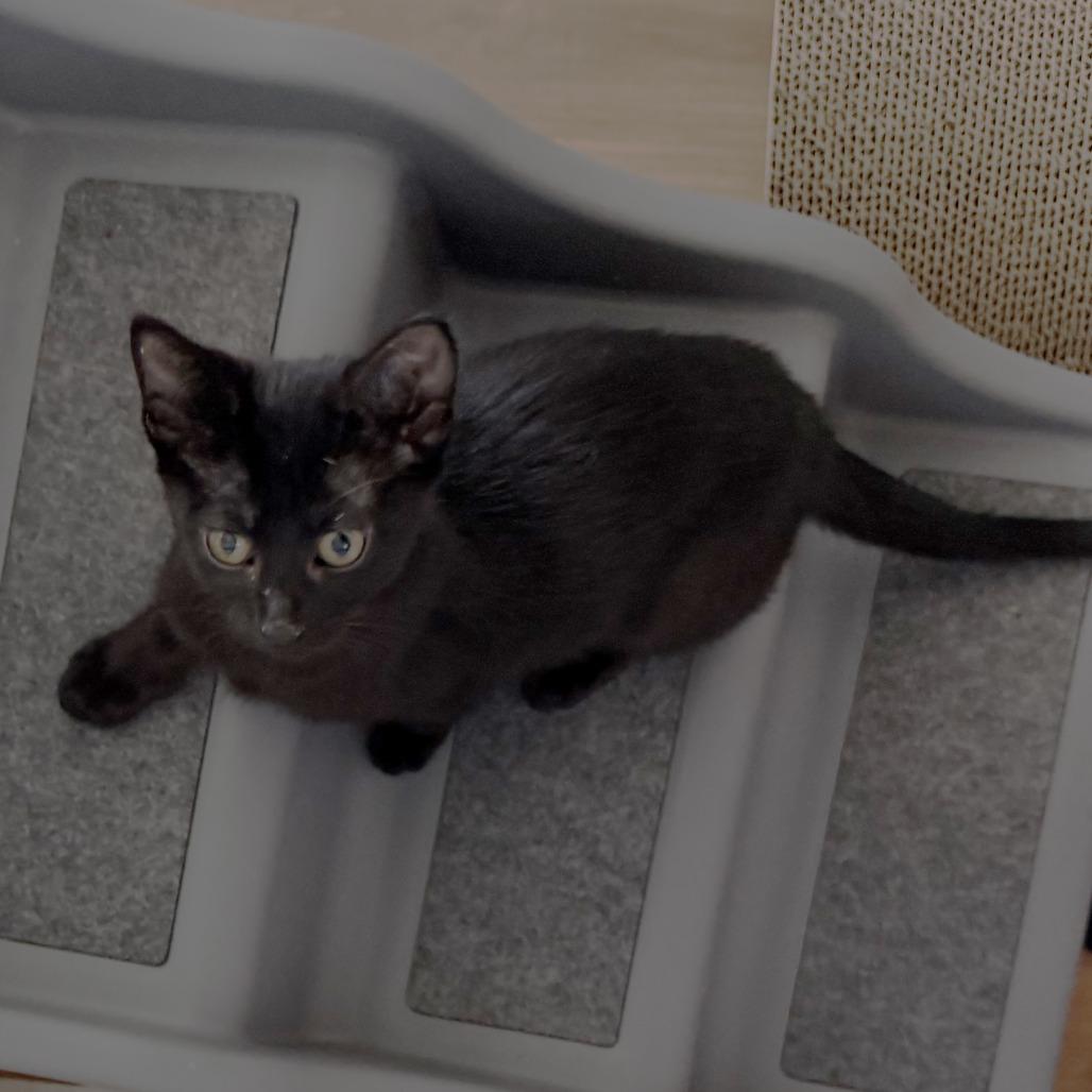 Steve, Adoptable, Kitten Male Domestic Short Hair.