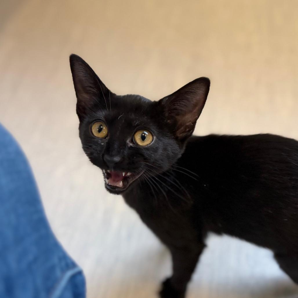 Enlarge Steve, a Adoptable Domestic Short Hair in Tulsa, OK image 2/3