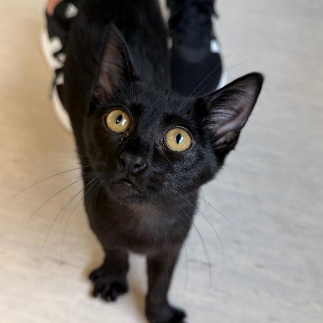 Enlarge Steve, a Adoptable Domestic Short Hair in Tulsa, OK image 3/3