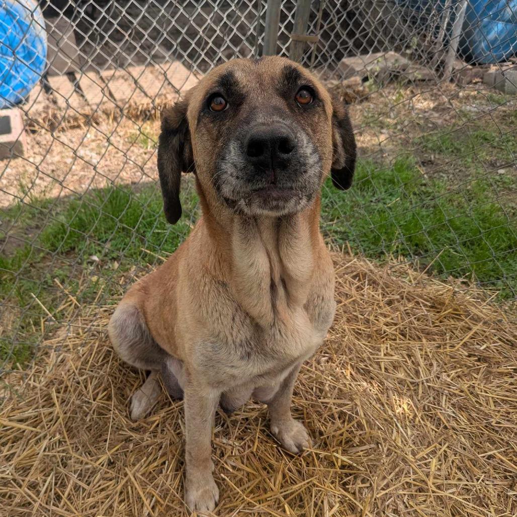 Hazel — thumbnail 2