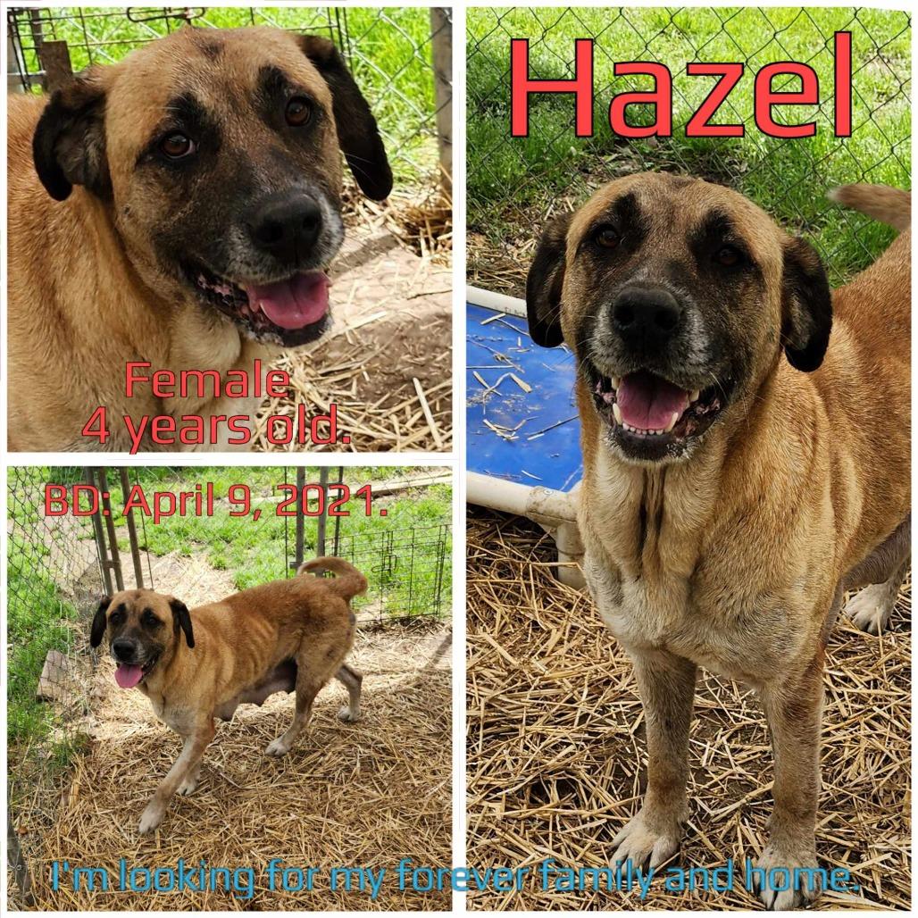 Hazel — thumbnail 3