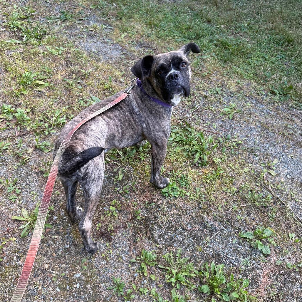 Gilbert, Adoptable, Adult Male Boxer.