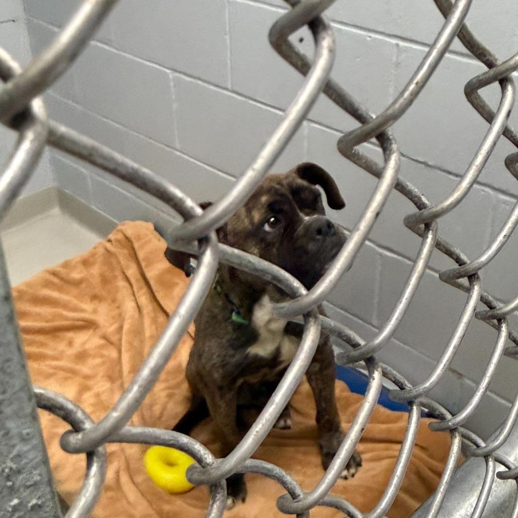 Enlarge Gilbert, a Adoptable Boxer in Enfield, NH image 2/6