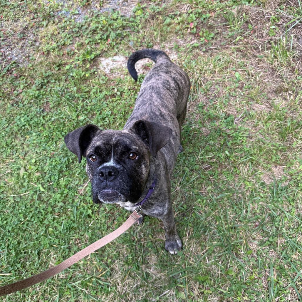 Enlarge Gilbert, a Adoptable Boxer in Enfield, NH image 3/6