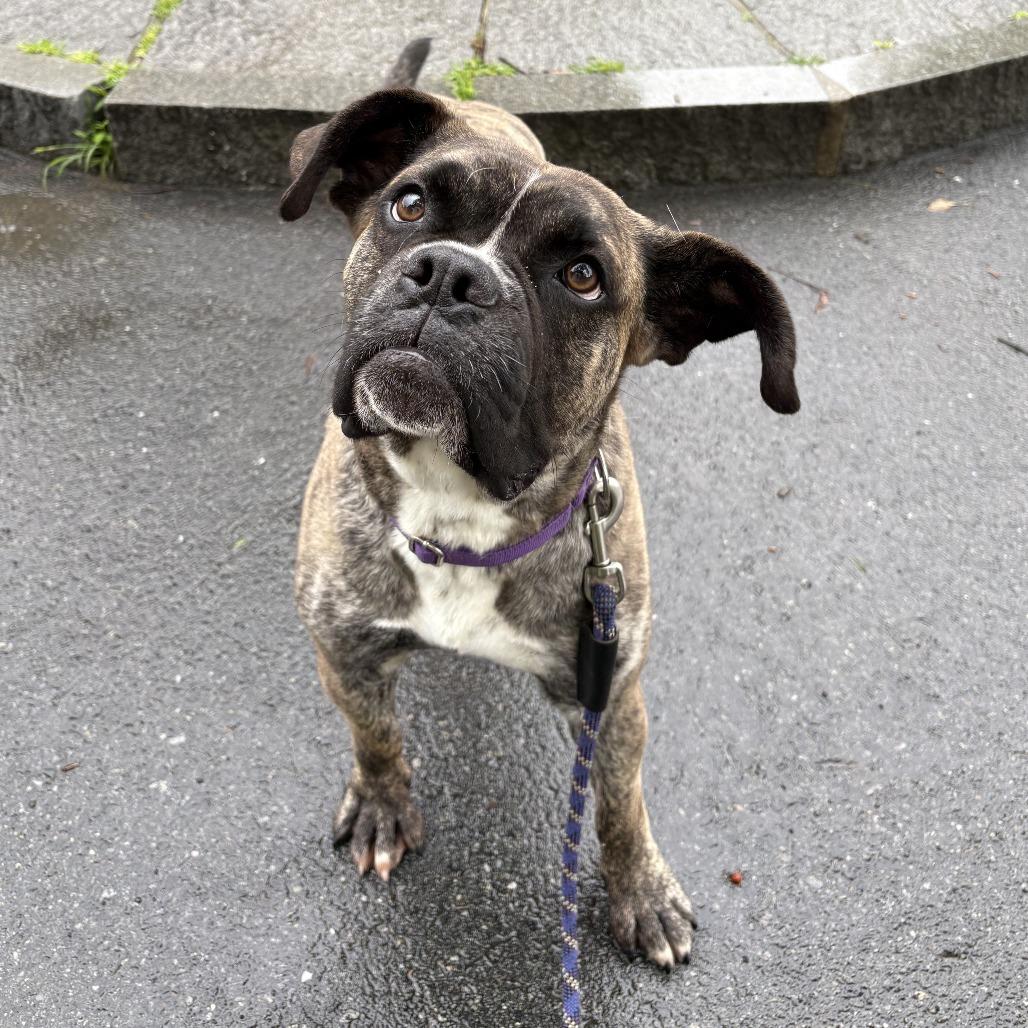 Enlarge Gilbert, a Adoptable Boxer in Enfield, NH image 4/6