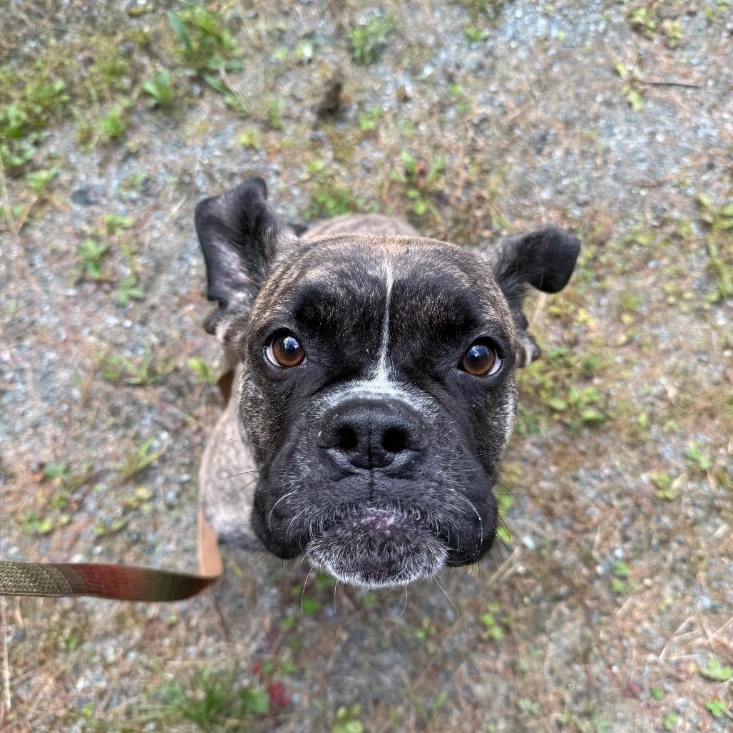 Enlarge Gilbert, a Adoptable Boxer in Enfield, NH image 5/6