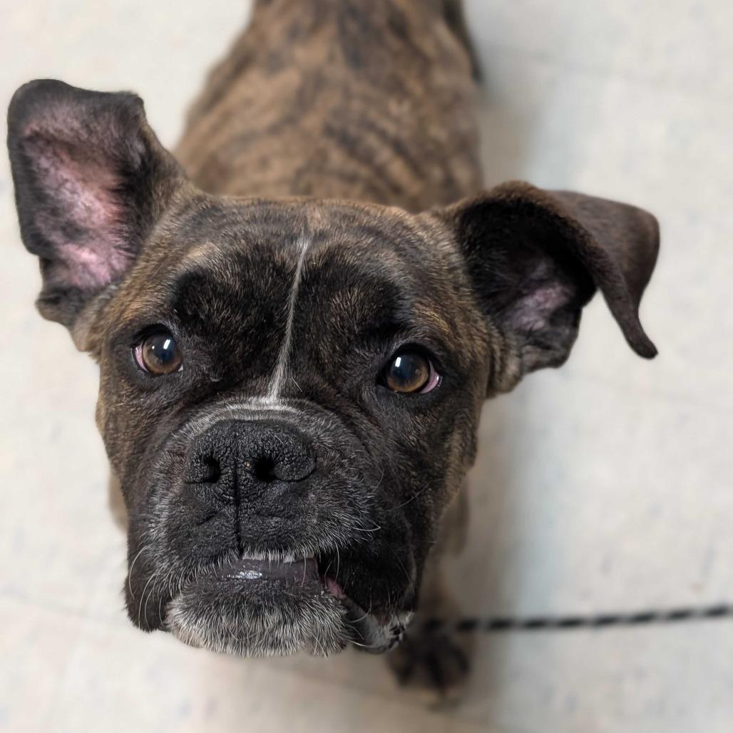 Enlarge Gilbert, a Adoptable Boxer in Enfield, NH image 6/6