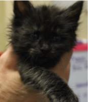 Enlarge Hepburn, a Adopted mixed breed in Stillwater, OK image 1/1