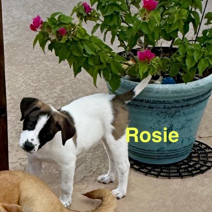 Rosie
