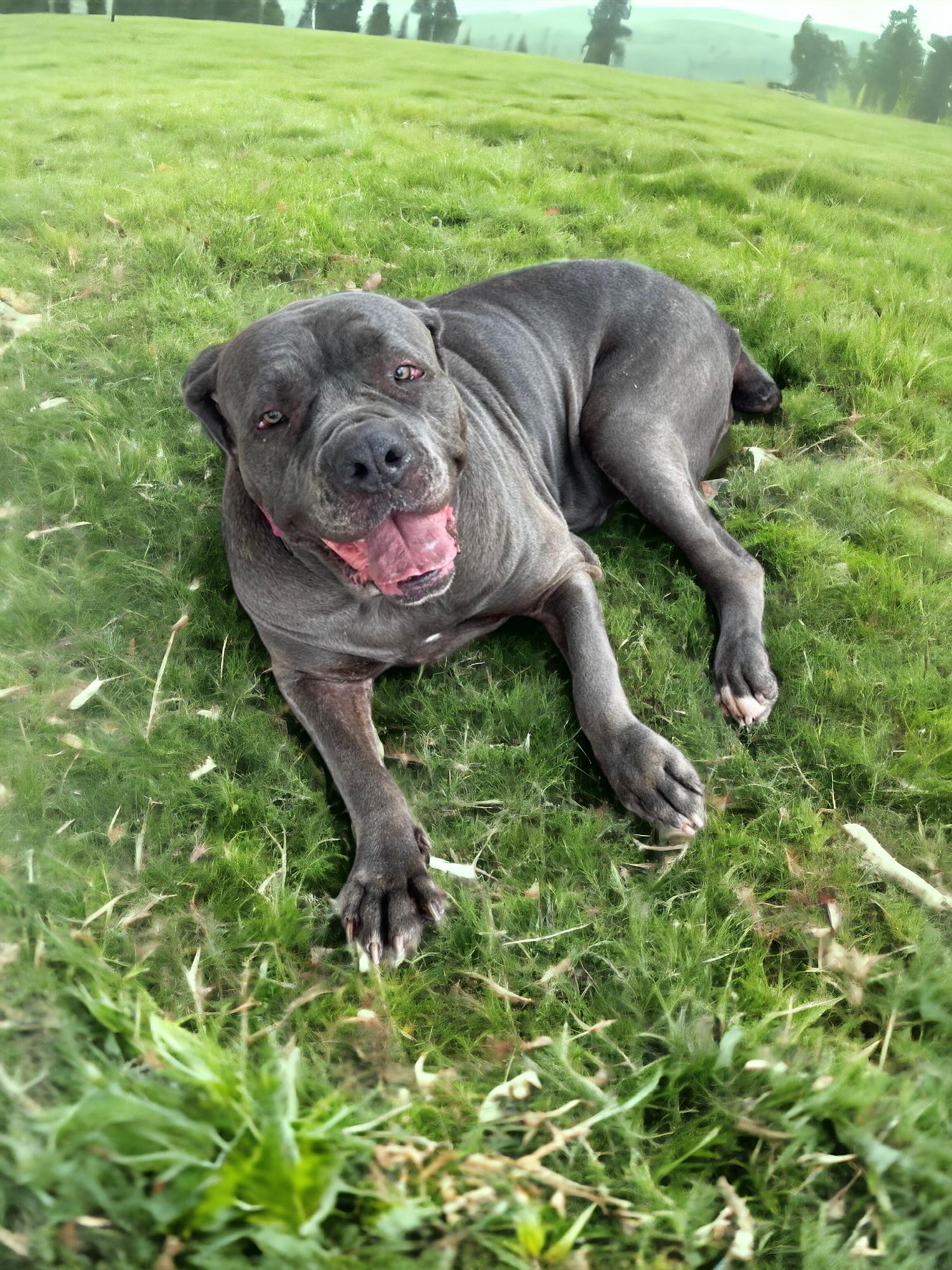 Enlarge Harper, a Adoptable Neapolitan Mastiff image 4/5