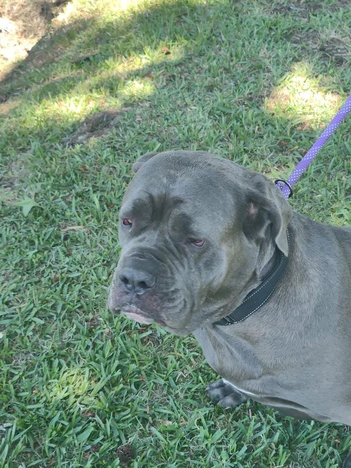 Enlarge Harper, a Adoptable Neapolitan Mastiff image 5/5