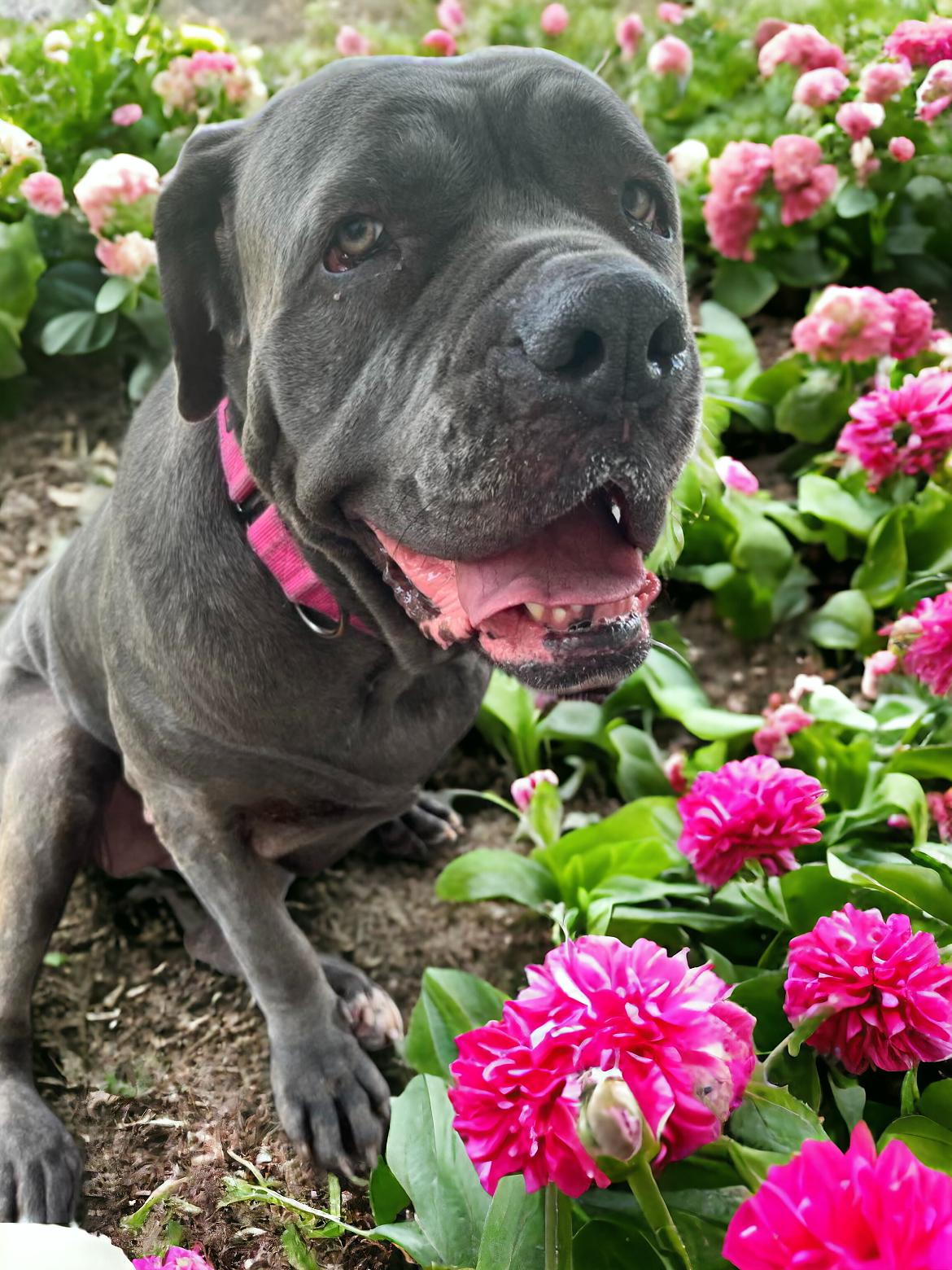 Enlarge Harper, a Adoptable Neapolitan Mastiff image 1/5