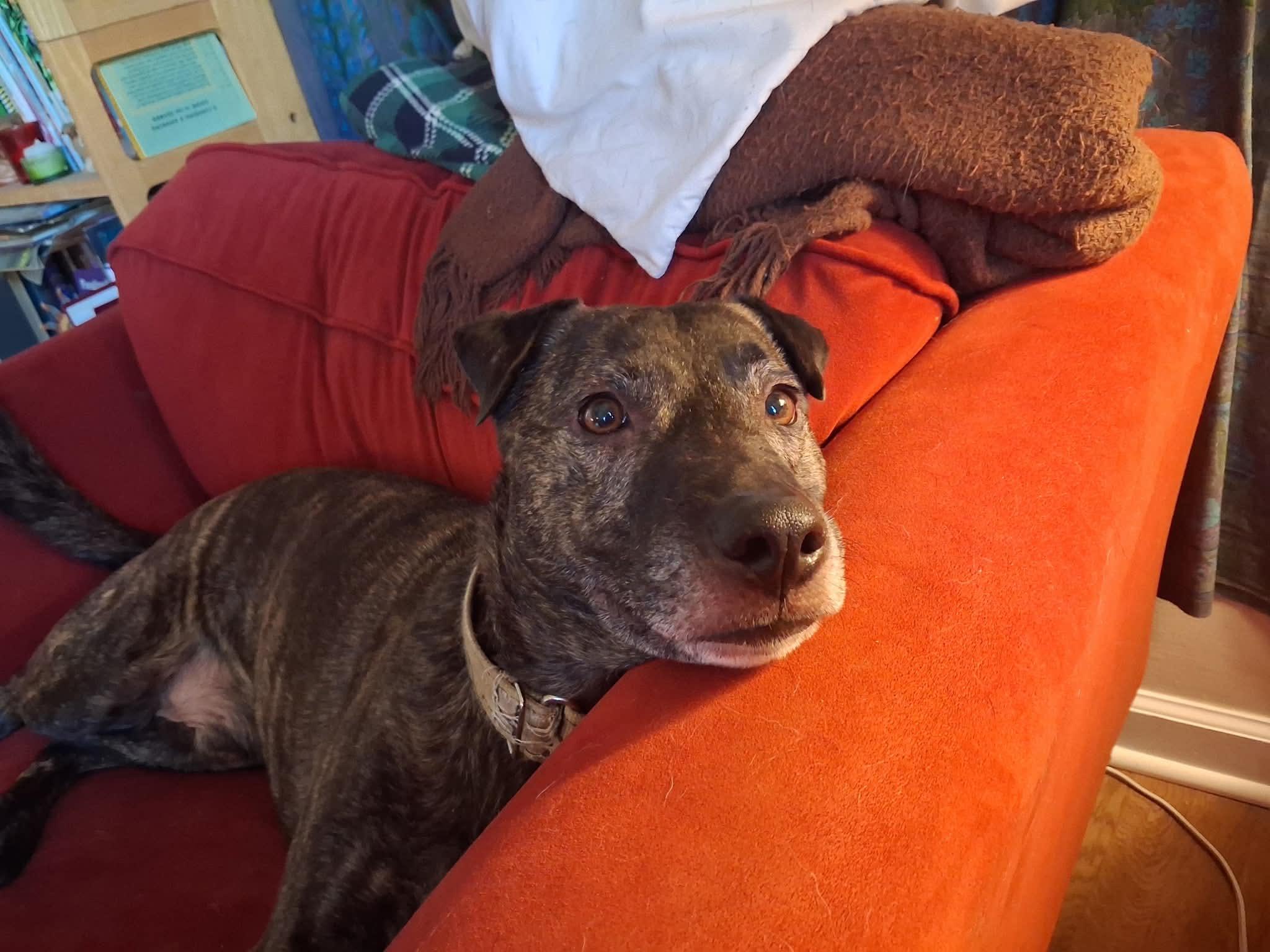 Enlarge Baby Man, a Adoptable mixed breed in Kansas City, MO image 2/4