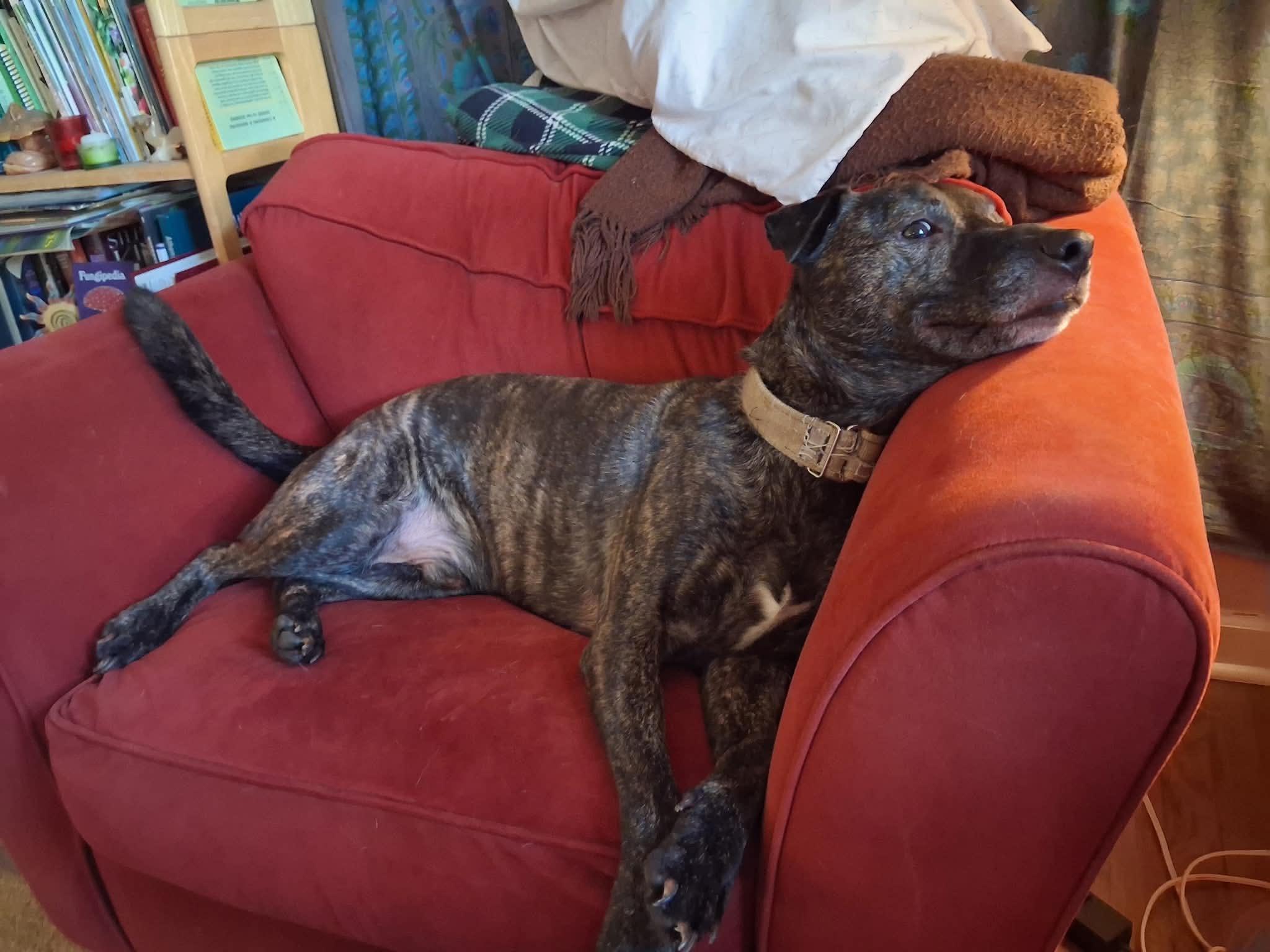 Enlarge Baby Man, a Adoptable mixed breed in Kansas City, MO image 4/4
