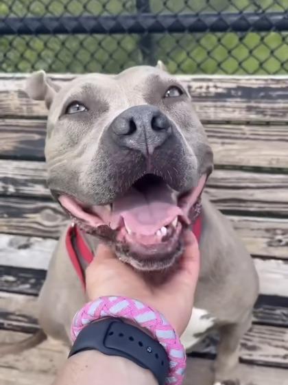 Ivy, Adoptable, Adult Female Pit Bull Terrier & Mixed Breed.