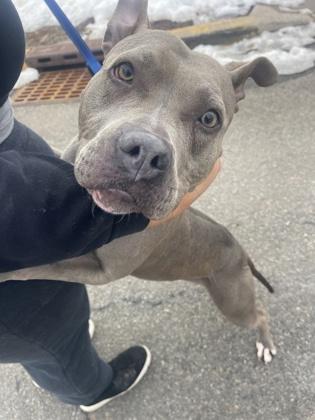 Ivy, Adoptable, Adult Female Pit Bull Terrier & Mixed Breed.