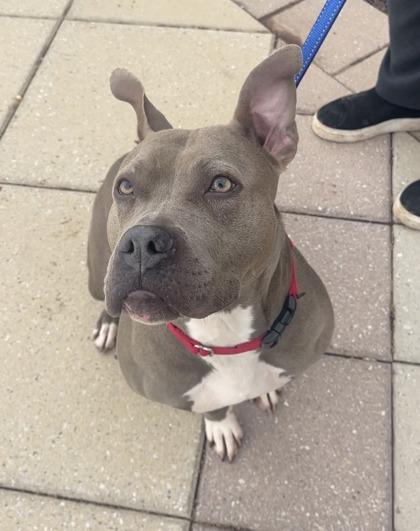 Ivy, a Adoptable mixed breed in Bridgewater, NJ image 2/3