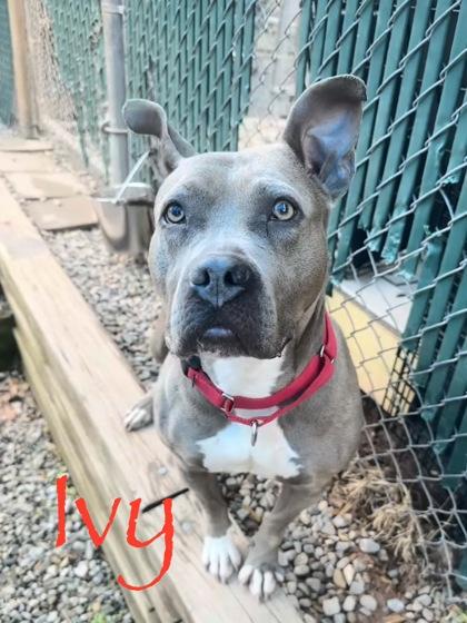 Ivy, a Adoptable mixed breed in Bridgewater, NJ image 3/3