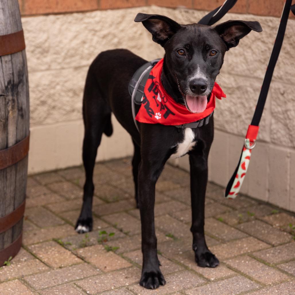 Sierra, Adoptable, Young Female Black Labrador Retriever & Terrier.