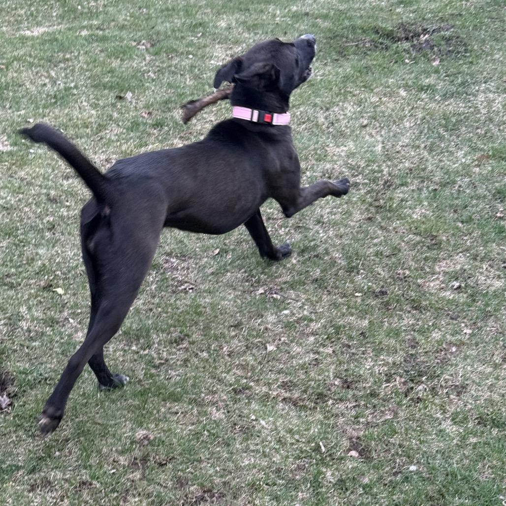 Enlarge Sierra, a Adoptable mixed breed in Crystal, MN image 1/6