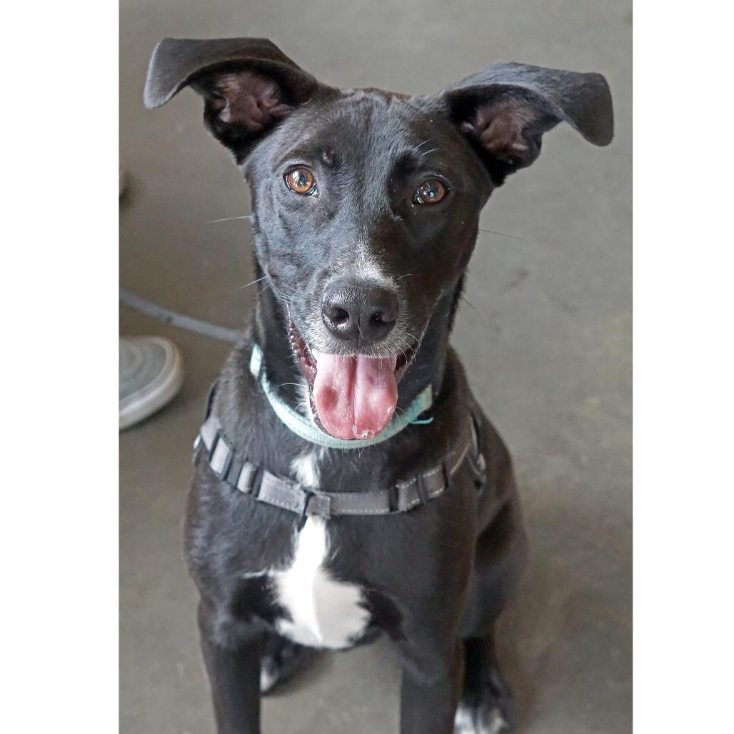 Sierra, a Adoptable mixed breed in Crystal, MN image 2/6