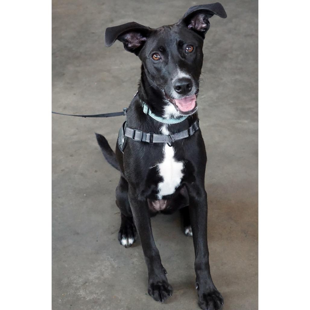 Sierra, a Adoptable mixed breed in Crystal, MN image 3/6