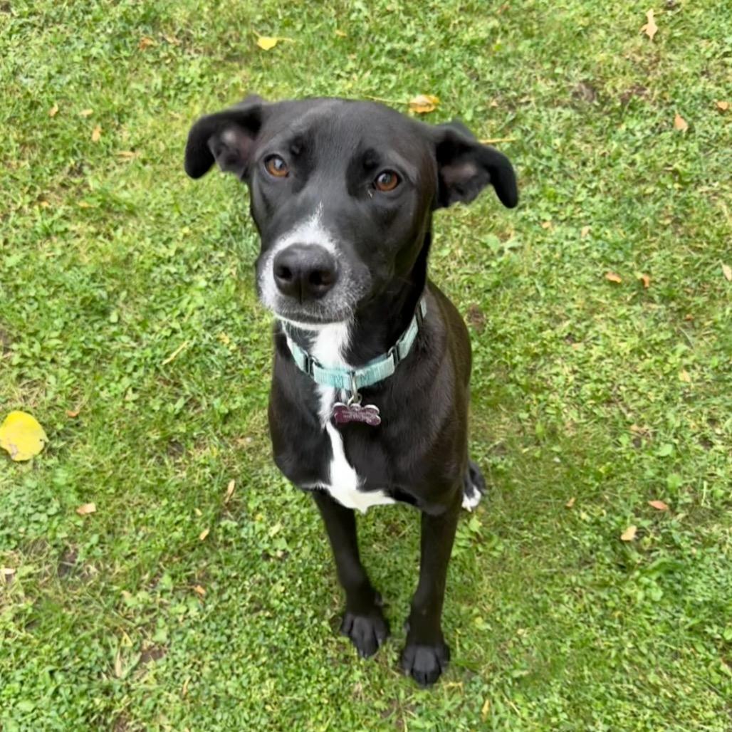 Sierra, a Adoptable mixed breed in Crystal, MN image 5/6