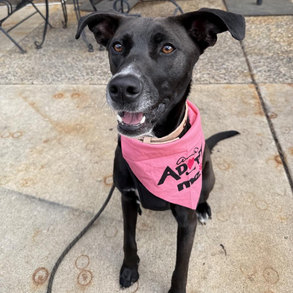 Enlarge Sierra, a Adoptable mixed breed in Crystal, MN image 5/6