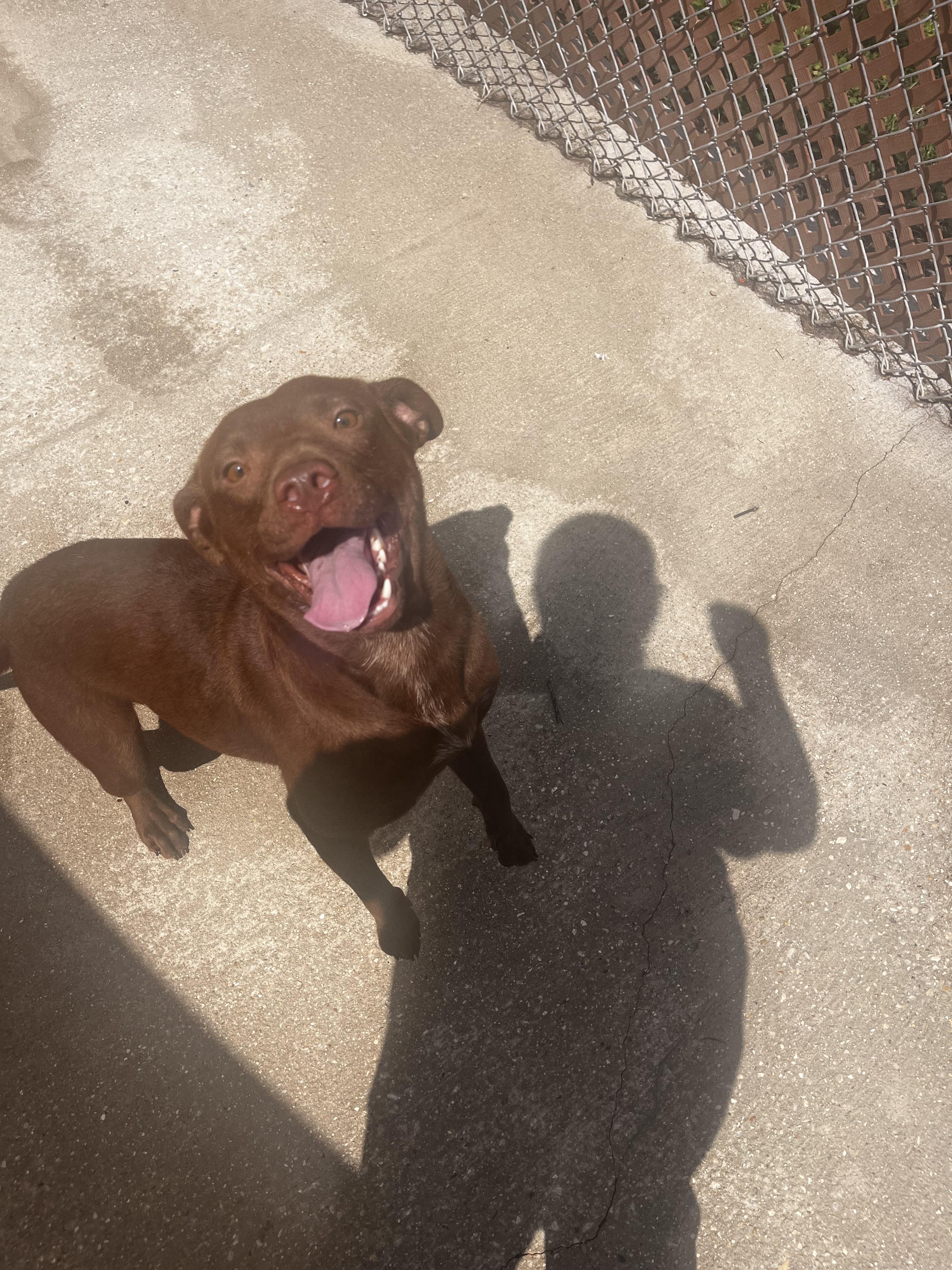 Cameron, Adoptable, Adult Female Chocolate Labrador Retriever.