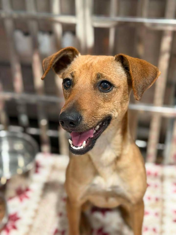 Enlarge Lulu, an adoptable mixed breed in Munfordville, KY image 1/2