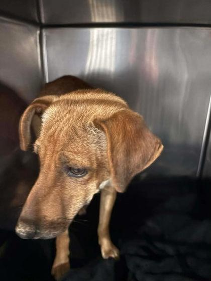 Enlarge Lulu, an adoptable mixed breed in Munfordville, KY image 2/2