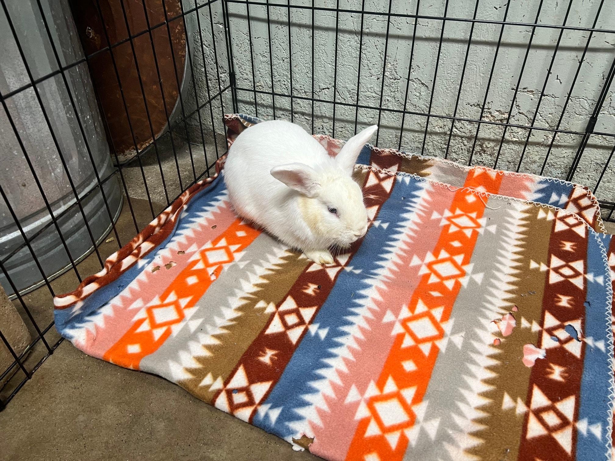 Bun Jovi, Adoptable, Young Male Bunny Rabbit.