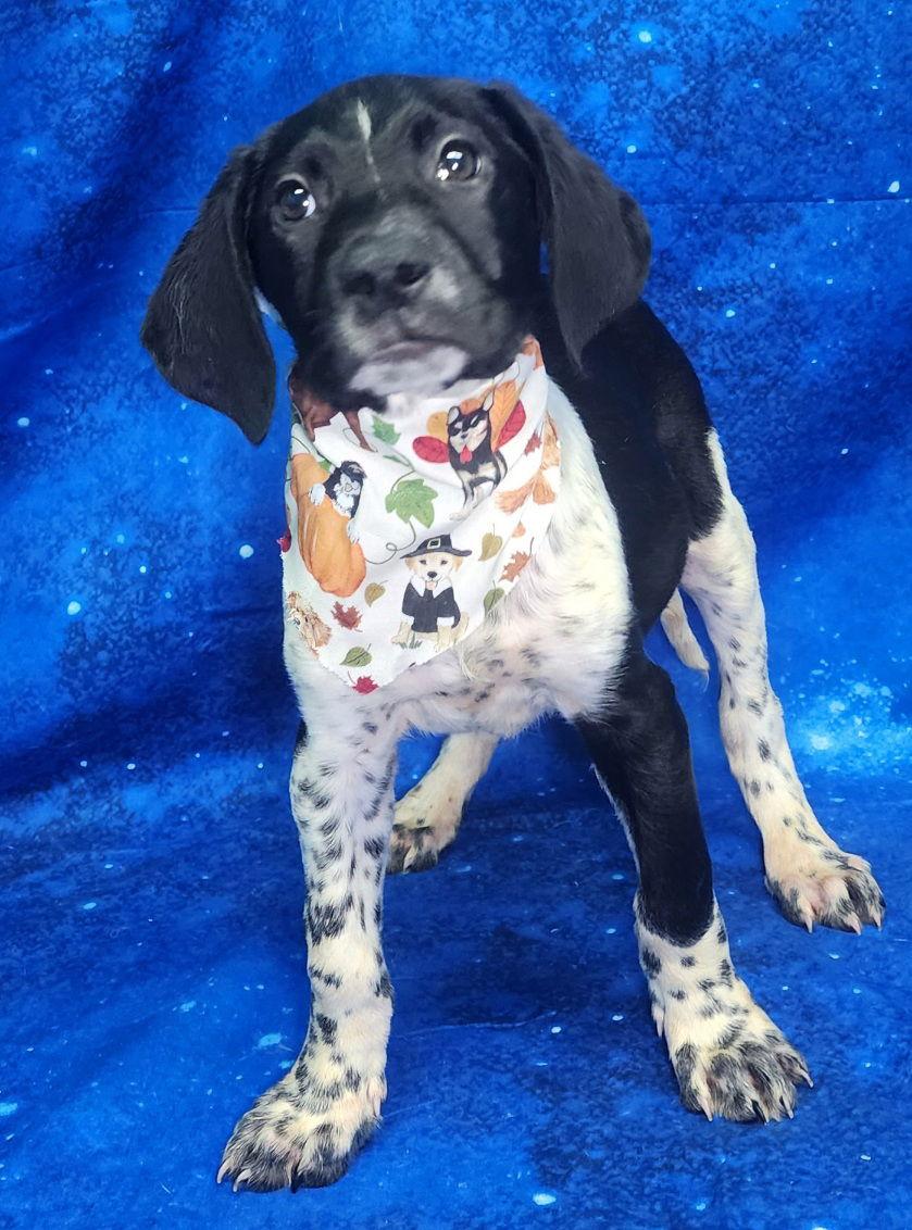 260304 Scrounger — thumbnail 2