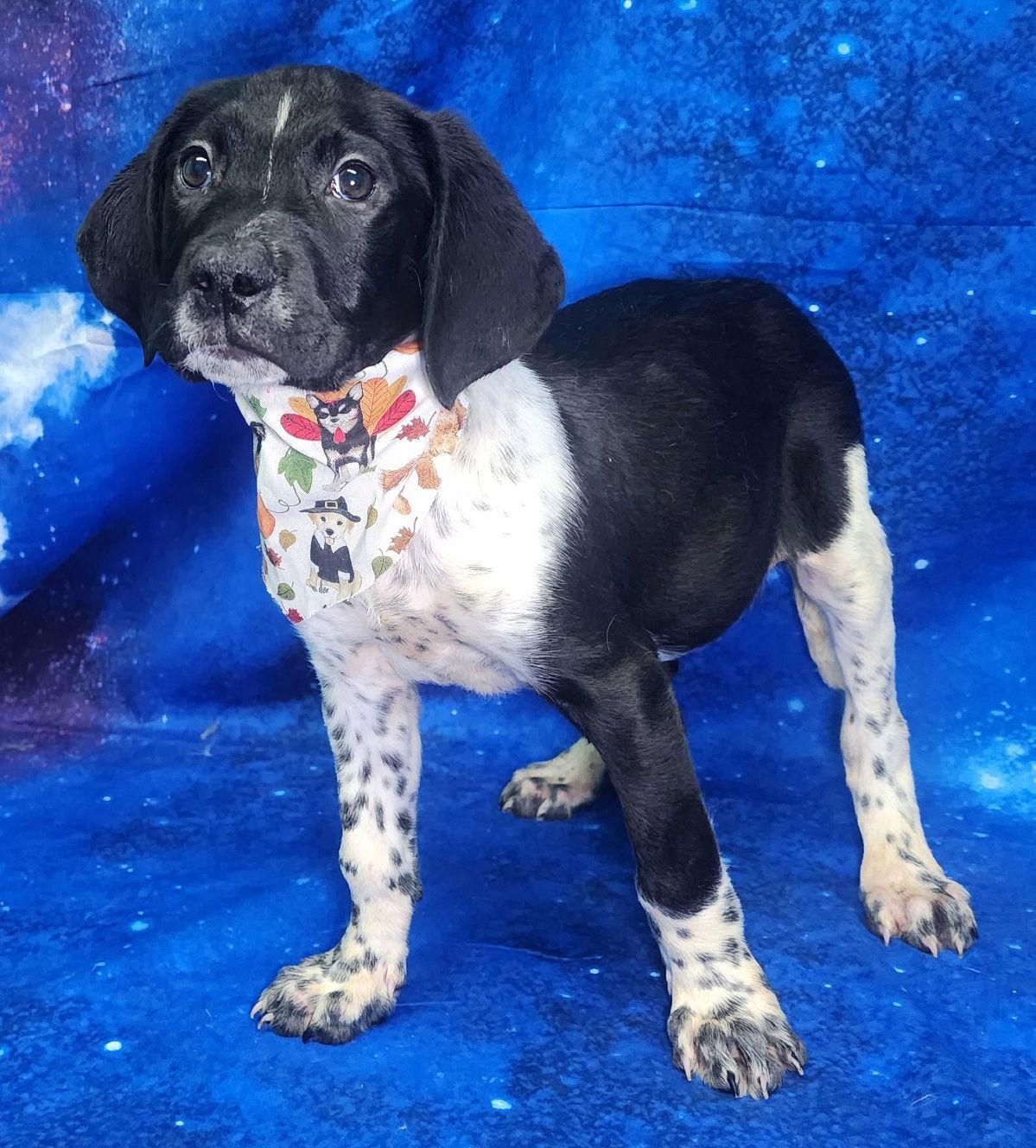 260304 Scrounger — thumbnail 3