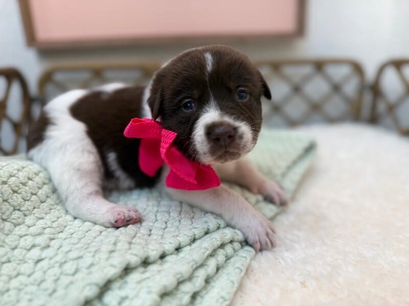 Trixie Sweet Girl — thumbnail 3