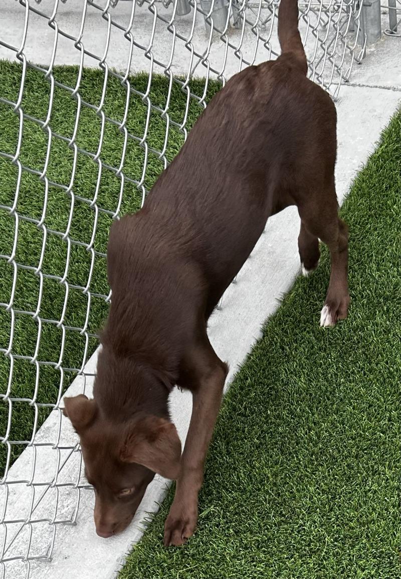 Jessi, Adoptable, Young Female Australian Shepherd & Mixed Breed.