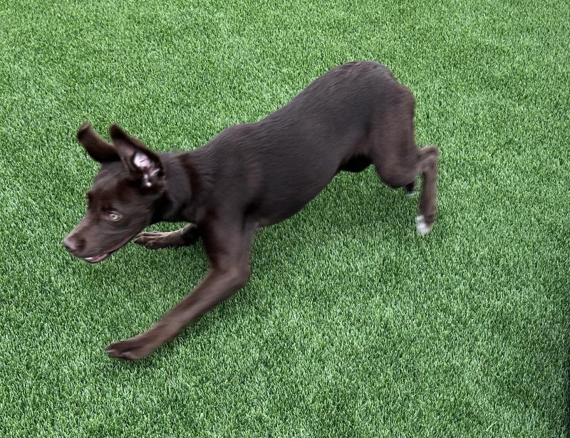 Enlarge Jessi, a Adoptable mixed breed in bellefontaine, OH image 2/6