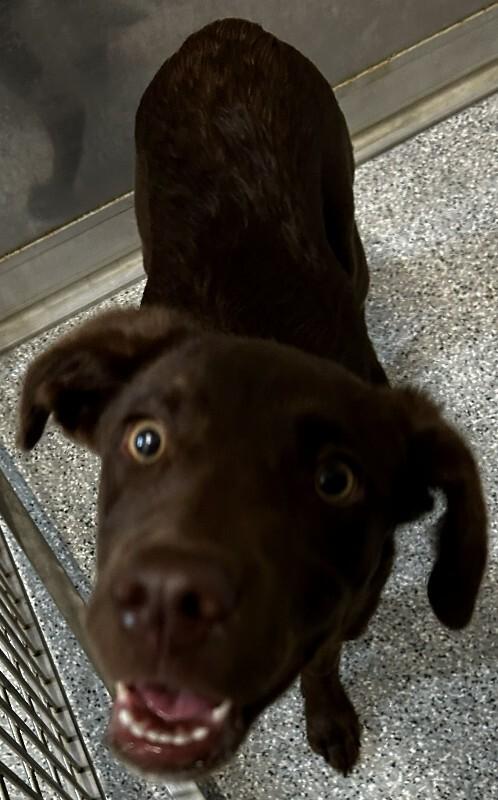 Enlarge Jessi, a Adoptable mixed breed in bellefontaine, OH image 3/6