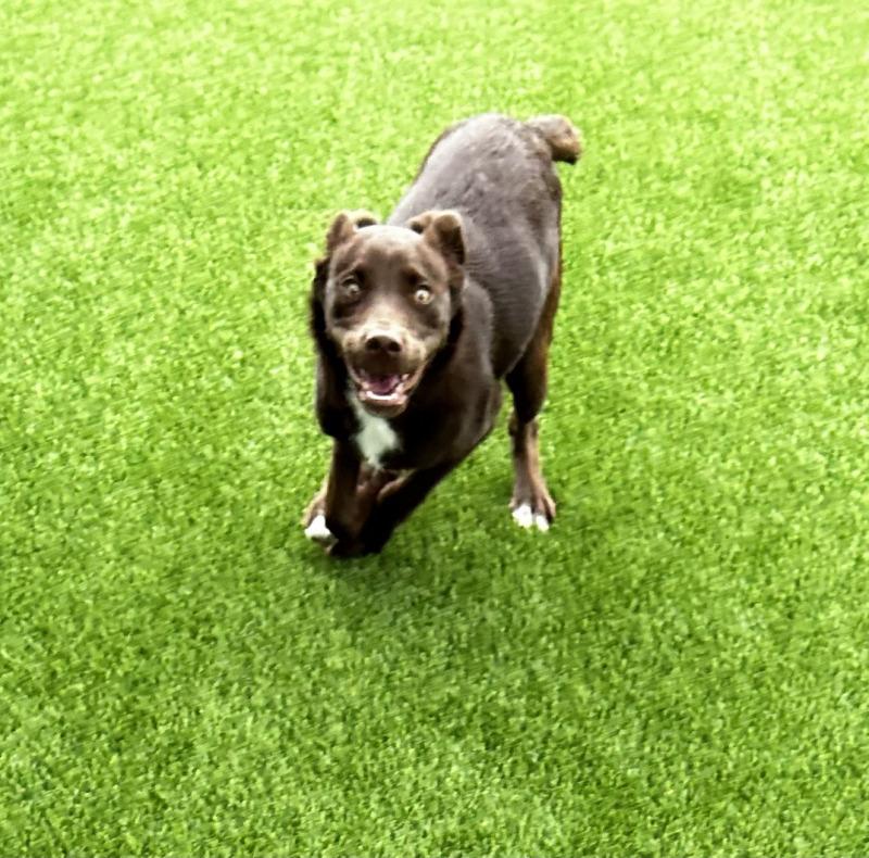 Enlarge Jessi, a Adoptable mixed breed in bellefontaine, OH image 4/6