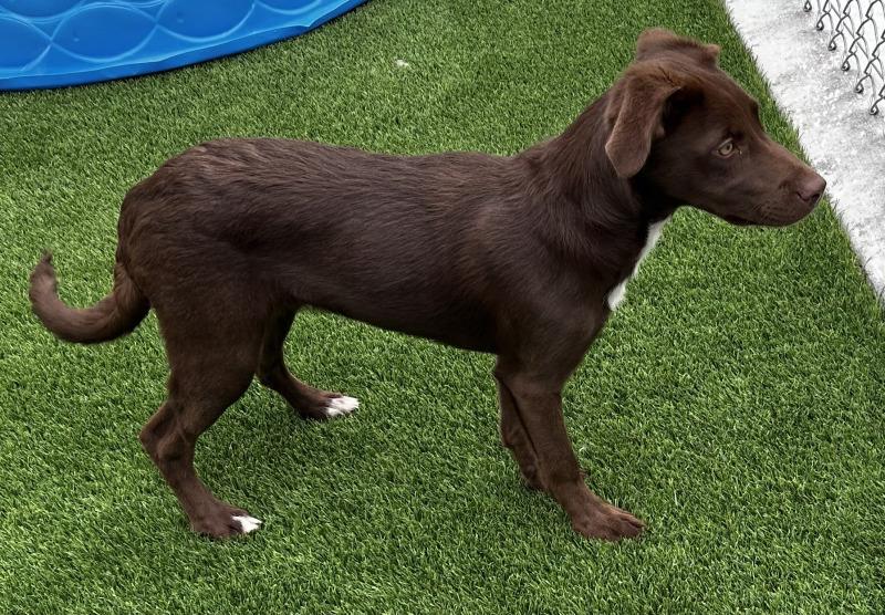 Enlarge Jessi, a Adoptable mixed breed in bellefontaine, OH image 5/6