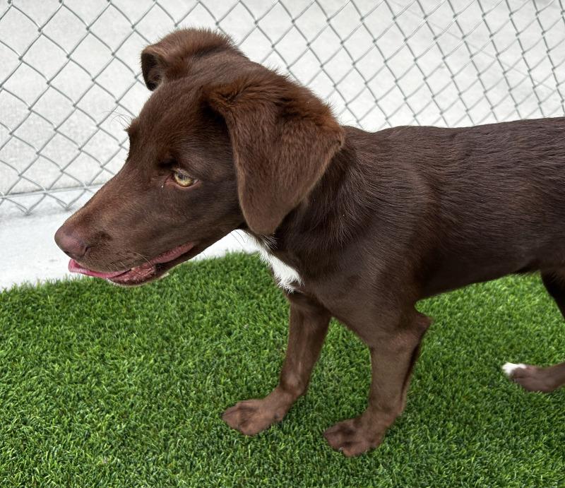 Enlarge Jessi, a Adoptable mixed breed in bellefontaine, OH image 6/6