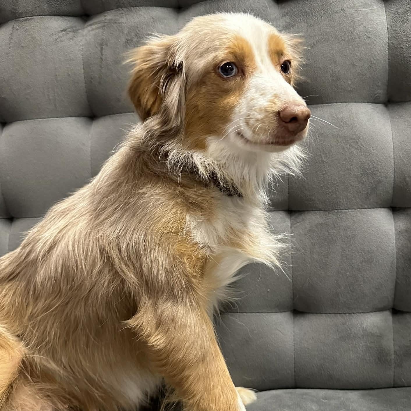 Rolla - Home Visit in Process, adopted, Young Female Australian Shepherd.