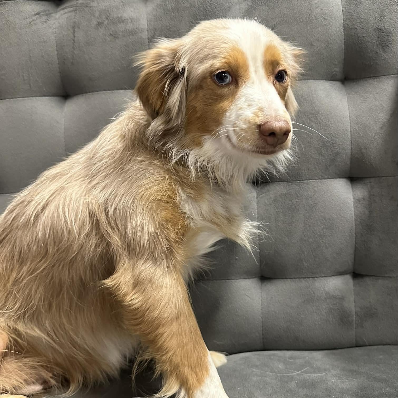 Rolla - Home Visit in Process, an adopted Australian Shepherd in Hartland, WI image 4/6