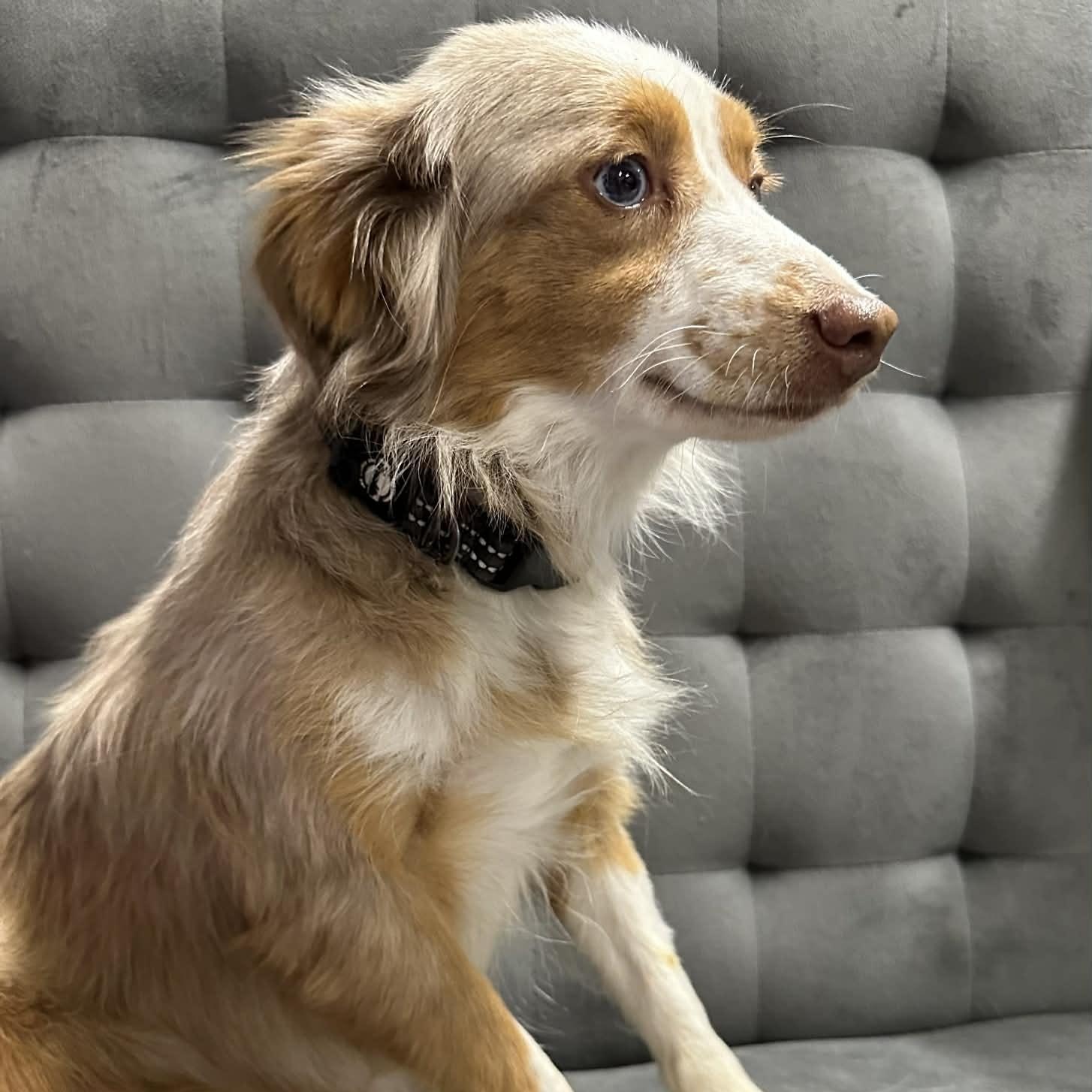 Rolla - Home Visit in Process, an adopted Australian Shepherd in Hartland, WI image 3/6