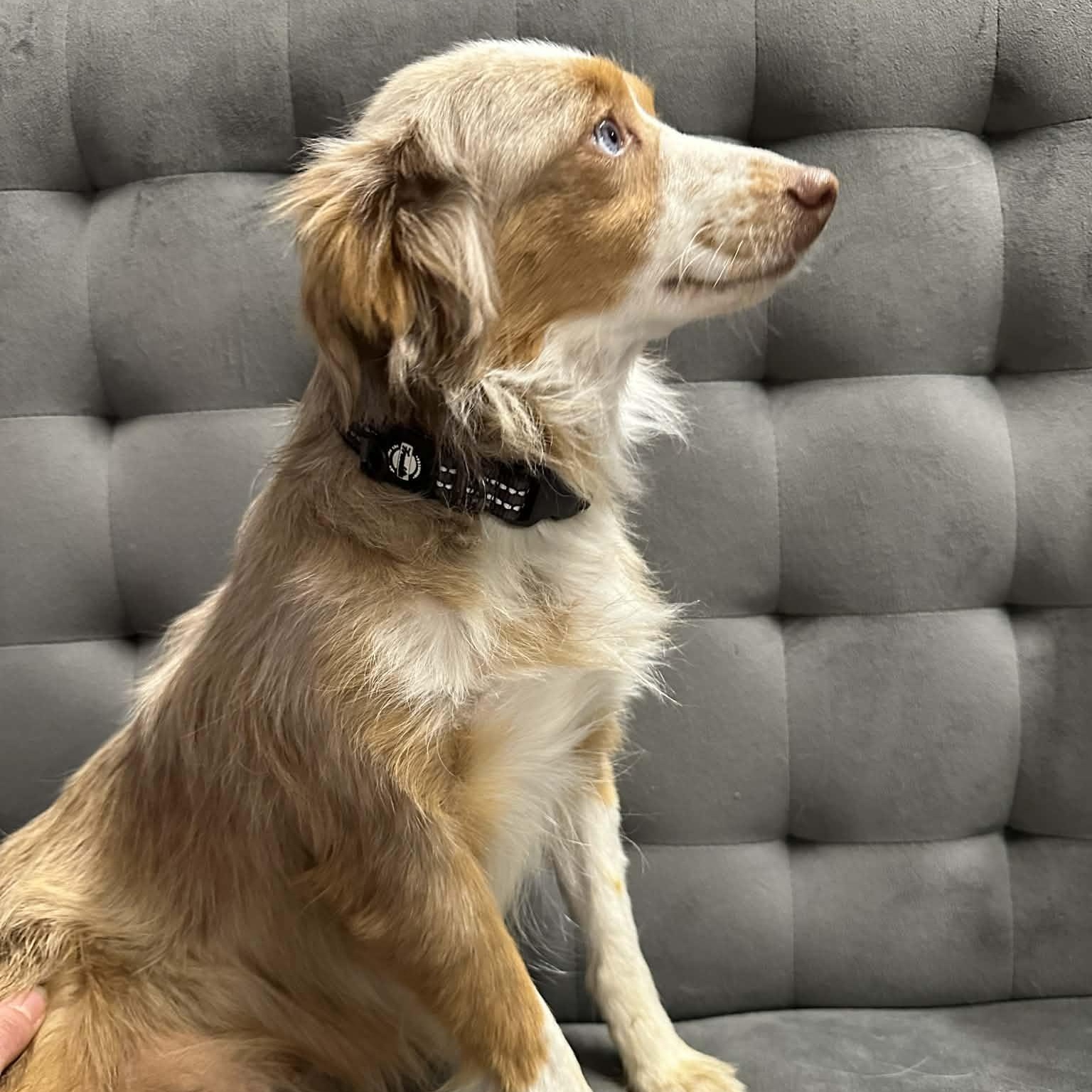 Rolla - Home Visit in Process, an adopted Australian Shepherd in Hartland, WI image 5/6