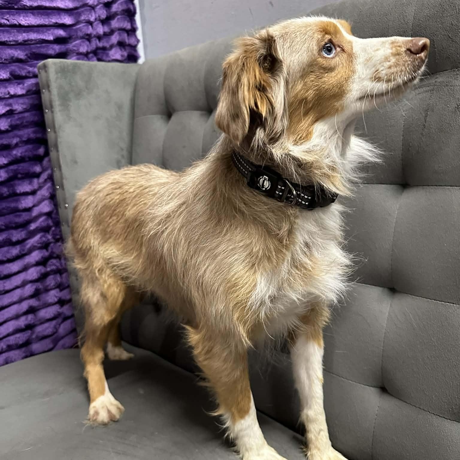 Rolla - Home Visit in Process, an adopted Australian Shepherd in Hartland, WI image 2/6