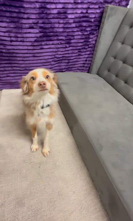 Enlarge Rolla - Home Visit in Process, an adopted Australian Shepherd in Hartland, WI video 6/6