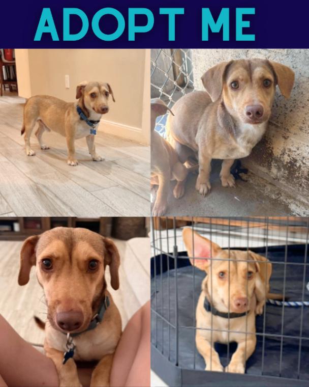 Ollie, Adoptable, Young Male Dachshund.