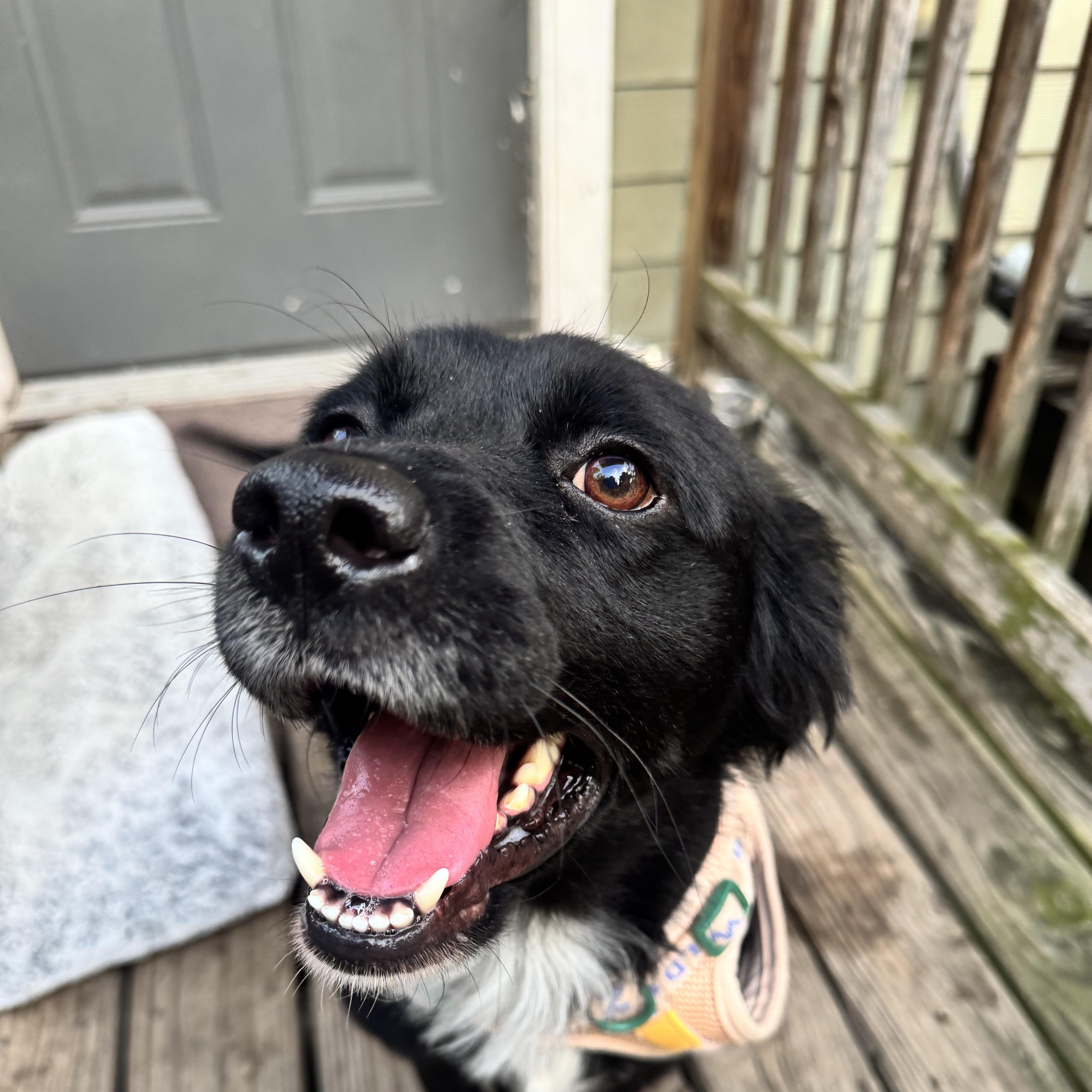 Enlarge Truman, a Adoptable mixed breed in New Orleans, LA image 2/6